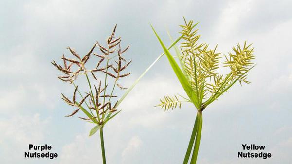 Nutgrass