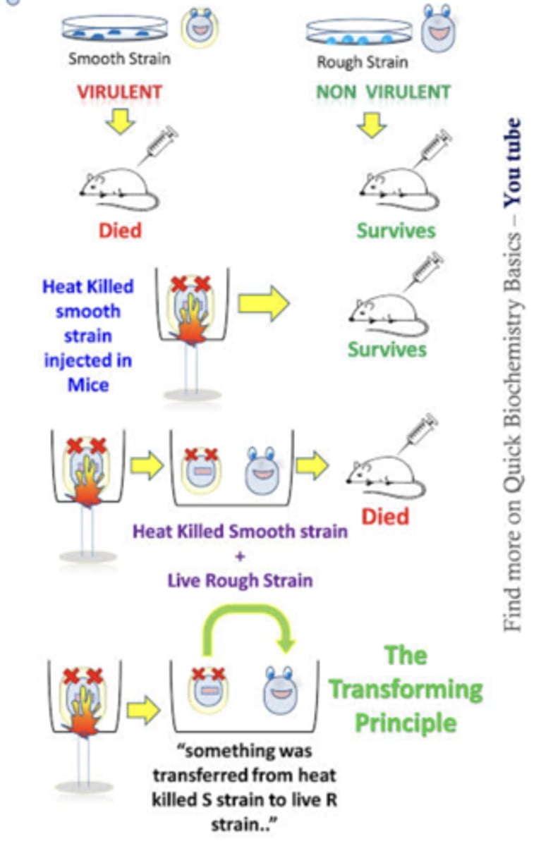 <p>- bacteriologist</p><p>- accidental discovery of transformation while researching Pneumonia. rat experiment.-smooth (polysaccharide coating) and rough strains. </p><p>- when injected into the mice smooth killed and rough didn’t bc it’s coated + the immune system can’t break it down.</p><p>- when heated, smooth didn’t kill. </p><p>- when smooth was heated and mixed with rough, the mouse did die.-&gt;transformation.</p>