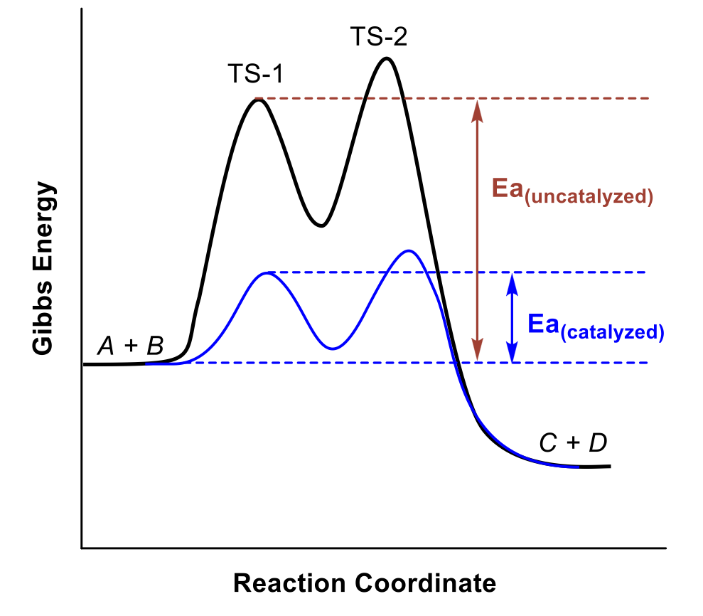 <ul><li><p>a substance that increases the rate of a chemical reaction by lowering the activation energy without itself being consumed by the reaction </p><ul><li><p>catalyst is regenerated in the process</p></li></ul></li><li><p>catalysts provide an alternative reaction pathway with a lower E<sub>a</sub></p><ul><li><p>sometimes the catalysed path contains multiple steps, but each individual step has an E<sub>a</sub> that is lower than the overall E<sub>a</sub> of the uncatalyzed reaction </p></li></ul></li><li><p>catalysts never affect the ∆G of a reaction</p></li><li><p></p></li></ul><p></p>