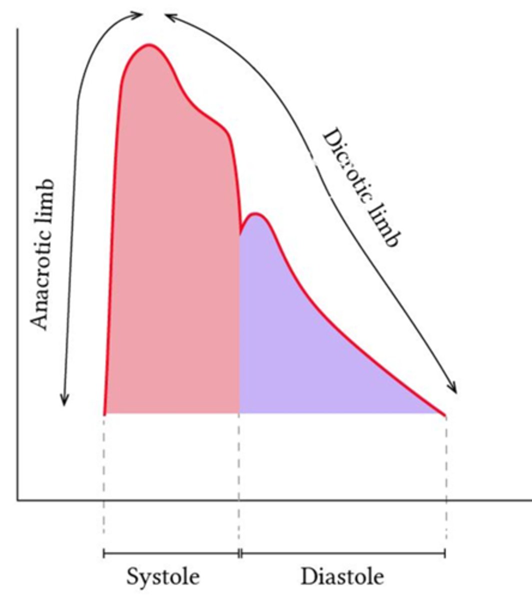 <p>should have:</p><p>-swift systolic uptake (S1)</p><p>- diastolic runoff (S2)</p><p>- dicrotic notch on diastolic runoff </p>