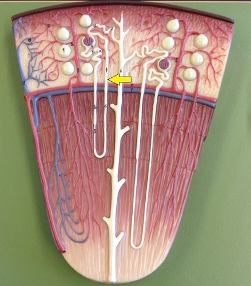 <p>The limb of the nephron loop that carries fluid from the medulla towards the cortex of the kidney.</p>