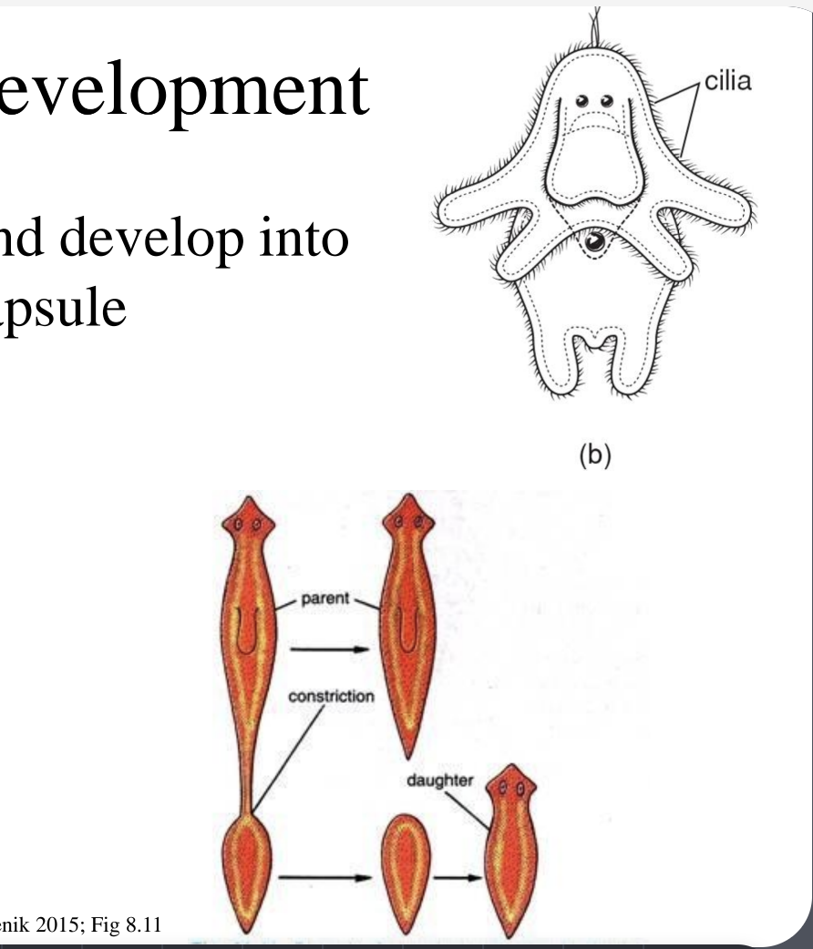 <p><br>• After fertilization, eggs are laid and develop into miniature adults within the egg capsule<br>– What type of development is this? DIRECT</p><p>• A few marine species develop into a free- swimming larval stage (Müller’s larva)</p><p>• Asexual budding</p>