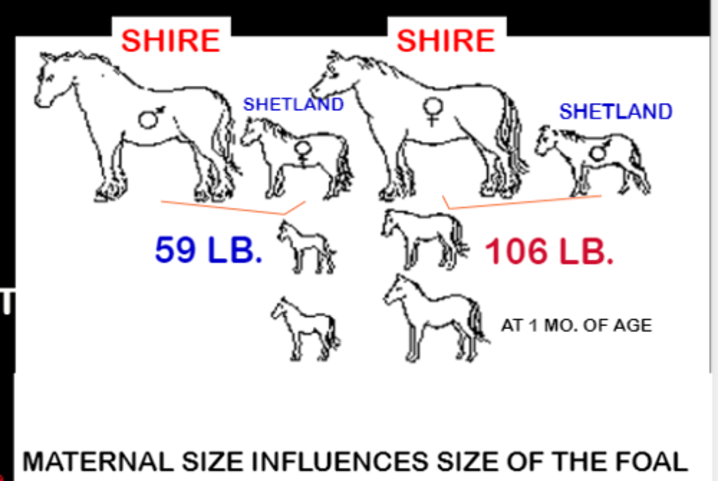 <p>similar genetic makeup but vastly different birth weights</p>