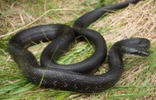 <p>Eastern ratsnake</p>