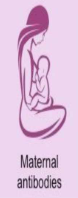 <p>Receiving antibodies from other organism; <strong>breast milk</strong></p>