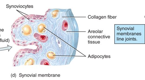 <p>line joint cavities, bursae, and tendon sheaths and do not contain epithelium, also secrete synovial fluid</p>