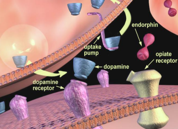 <p>Prevent detection of dop. lvls</p><p>Prevent inhibition (can’t detect for homeostasis)</p><p>Dop. continues firing</p>