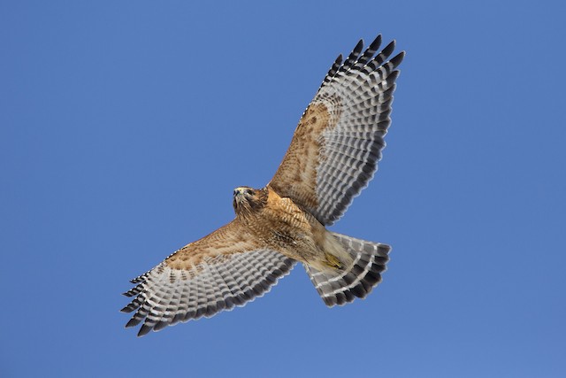 <p>Red Rufus patch, narrow, white bands on tail</p>