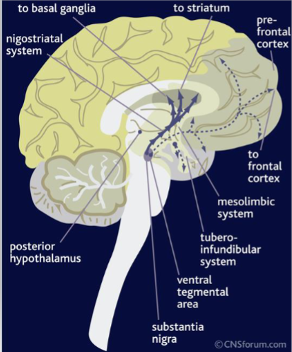 <p><span style="color: #ffffff">• Corruption of the dopaminergic system extending from the ventral tegmental area (VTA)</span></p><p><span style="color: #ffffff"><br></span><span style="color: #ffffff">• Addictive drugs “artificially” increase dopamine levels in situations that would normally have lower levels of dopamine</span></p><p><span style="color: #ffffff"><br></span><span style="color: #ffffff">• Affects the perception/processing of reward</span></p><p><span style="color: #ffffff"><br></span><span style="color: #ffffff">• Reinforce addictive behavior by increasing dopamine at the wrong time/circumstance</span></p>