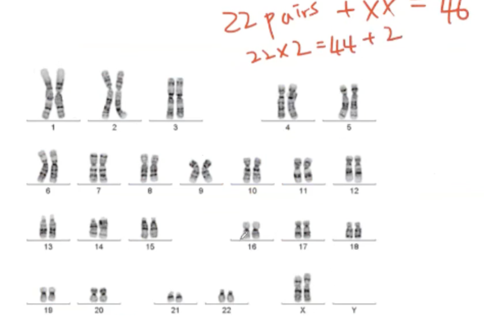 <p>46 homologous chromosomes. </p>