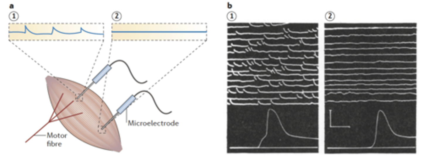 <p>c) It occurs without an action potential and is calcium-dependent</p>