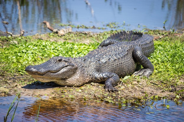 Alligator mississippiensis
