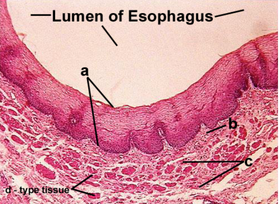 <p>a. Identify epithelium </p><p>b.  Identify layer b </p><p>c. Identify layer c </p><p>d. What tissue type is answer c</p>