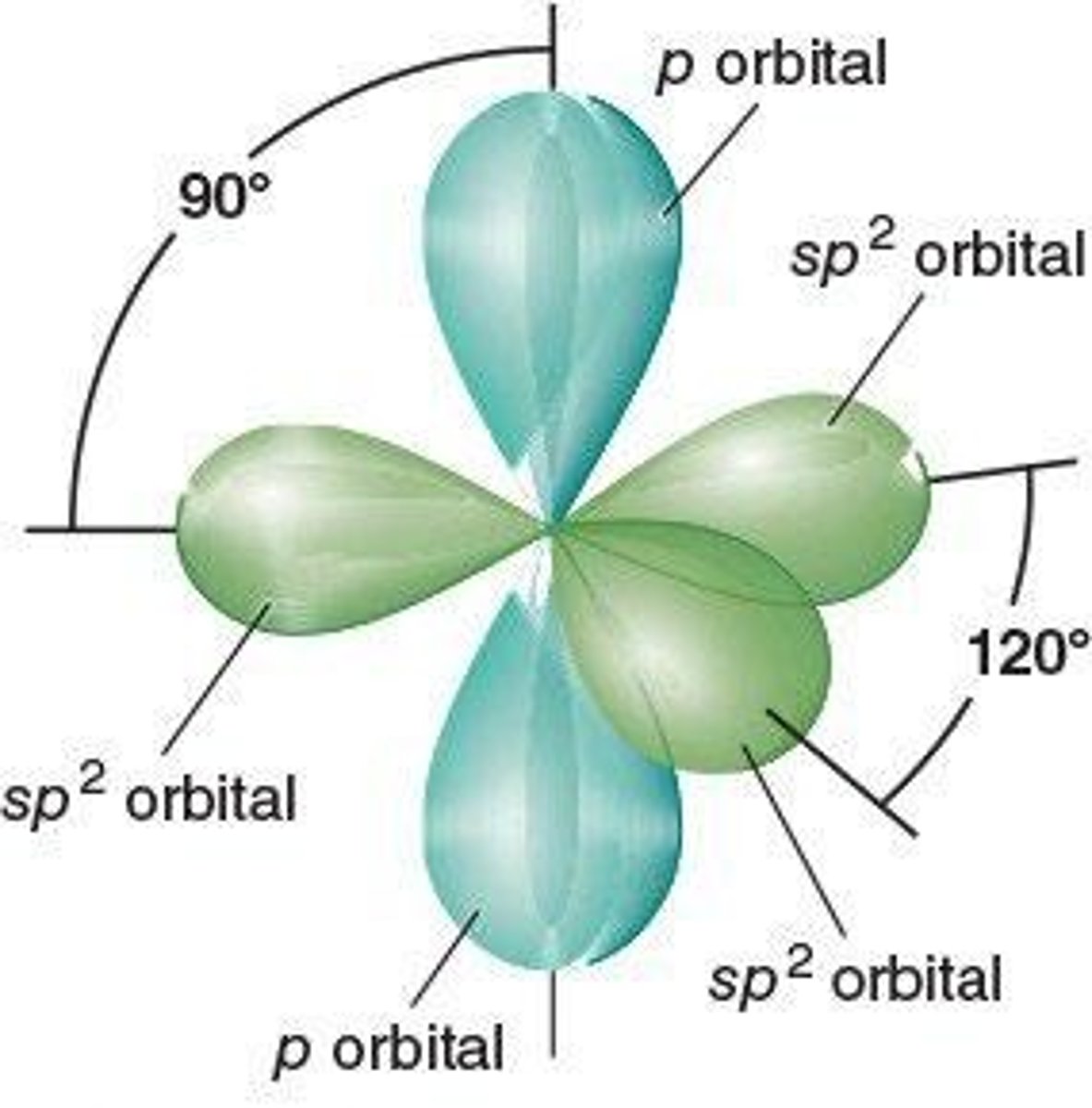 <p>120° angles between sp2 hybrid orbitals.</p>