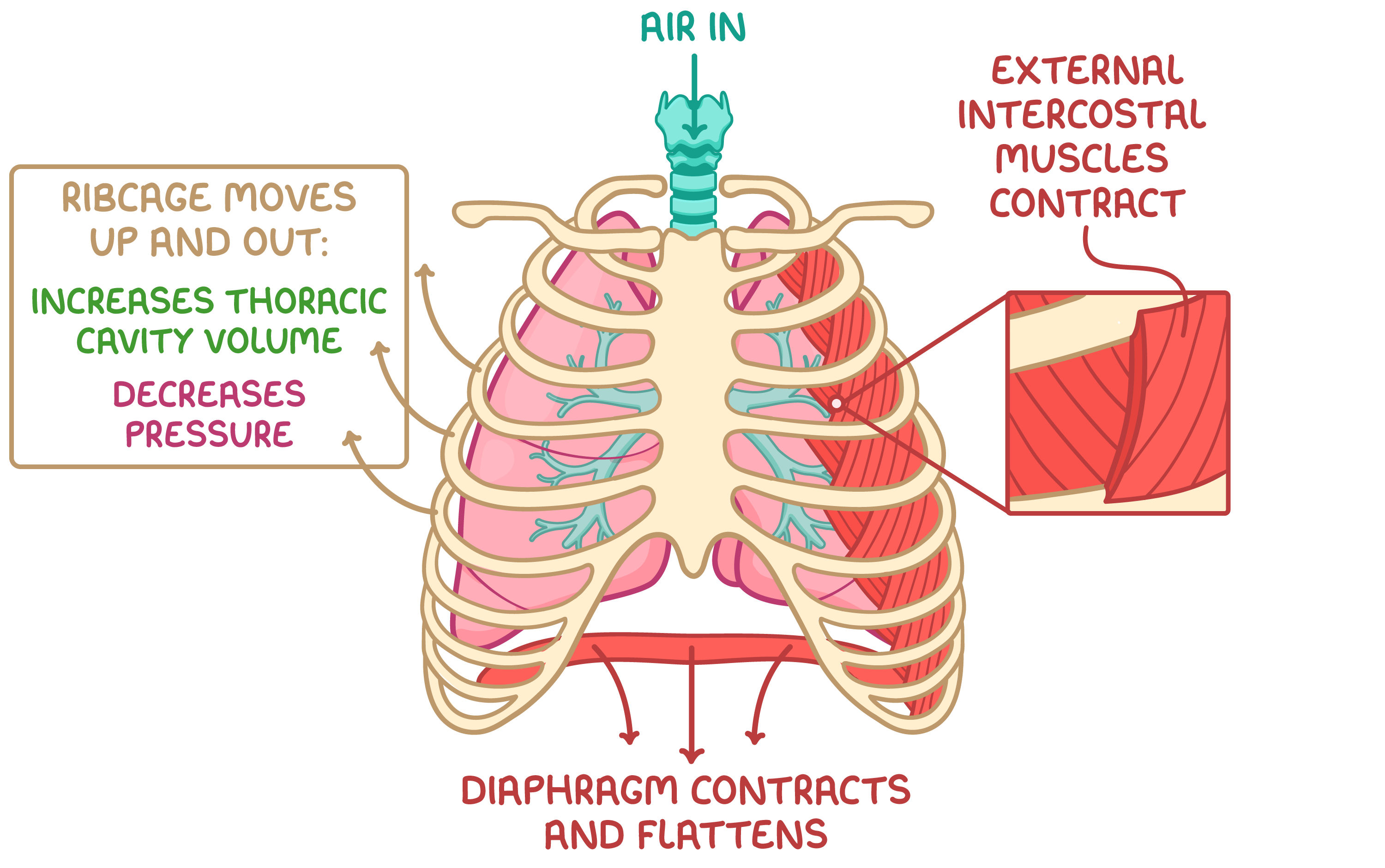 <ol><li><p>The external intercostal muscles contract while the internal intercostal muscles relax, moving the ribcage up and out.</p></li><li><p>The volume of the thoracic cavity increases.</p></li><li><p>The diaphragm contracts and flattens, further increasing the volume of the thoracic cavity.</p></li><li><p>The lung pressure decreases below atmospheric pressure.</p></li><li><p>Air flows into the lungs down the pressure gradient.</p></li></ol><p></p>