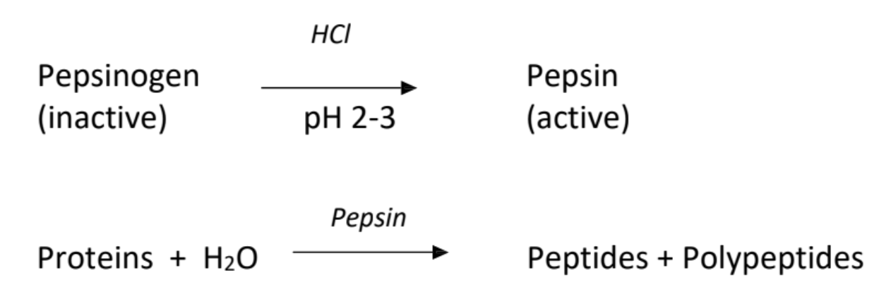 <p>Pepsinogen is inactive, HCl (pH 2-3) activates it, proteins are substrate, pepsin is enzyme, peptide and polypeptides (which aren’t fully broken down) are products</p>