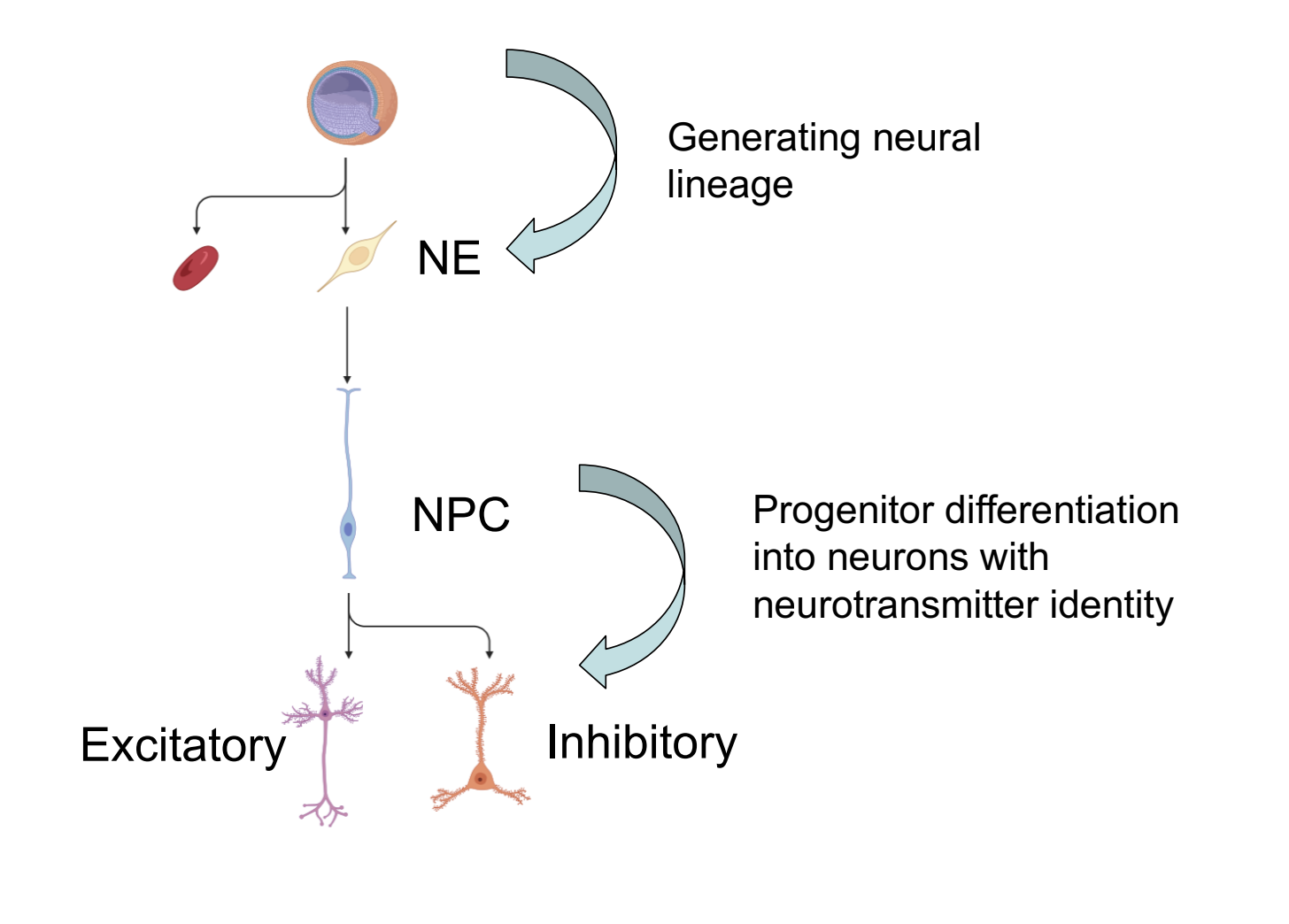 What happens when generating neural lineage?