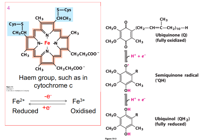 <p>Cytochrome</p>