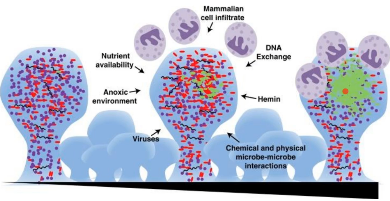 <p>this thing to note is that there is a mix of G-, G+, commences, etc in the biofilm to begin with</p><p></p><ul><li><p>Nutrient availability</p></li><li><p>anoxic environments</p><ul><li><p>no oxygen, not all organisms can withstand this</p></li></ul></li><li><p>viruses</p></li><li><p>mammalian cell infiltration</p></li><li><p>DNA exchange</p></li><li><p>Hemin</p><ul><li><p>blood that is available </p></li></ul></li><li><p>chemical and physical microbe-microbe interactions </p></li></ul><p></p>