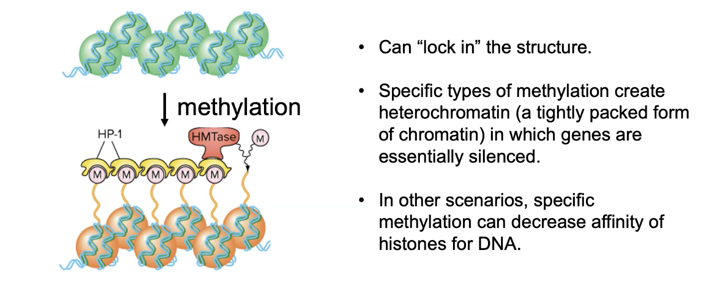 <p>type of chromosome remodelling</p><ul><li><p>methyl groups are added to histones </p></li><li><p>has diff influences depending on where its added</p></li><li><p>mostly results in histones being held closer tg than they normally would be</p><ul><li><p>dec rate of transcription</p></li></ul></li></ul><p></p><p>can be relatively permanent</p><ul><li><p>eg can create <strong>heterochromatin</strong> (a tightly packed form of chromatin) </p><ul><li><p>in which genes are essentially silenced</p></li><li><p>basically j permanently turns them off</p></li></ul></li></ul><p></p><p>note: specific methylation can also decrease affinity of histones for dna (co-activators would add in this case) </p>