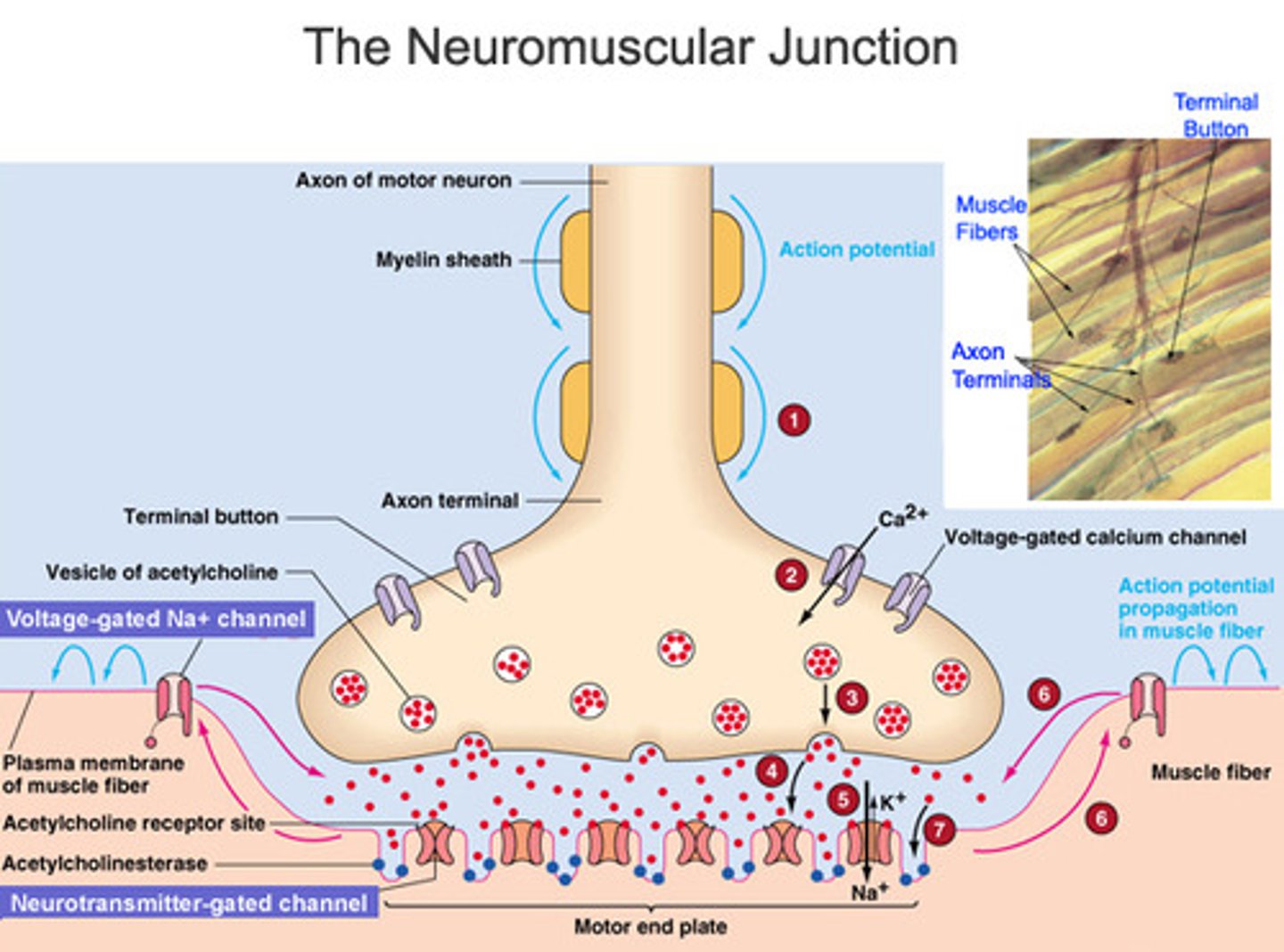 <p>1. Acetylcholine from the synaptic knob into the synaptic cleft via exocytosis</p><p>2. The ACh diffuses across the synaptic cleft & binds to receptors on the sarcolemma</p><p>-Junctional folds increase surface area for ACh receptors</p><p>3. Binding of ACh begins an electrical signal on the sarcolemma.</p><p>-Causes the contraction of the muscle.</p><p>4. An electrical signal is converted to a chemical signal, back to an electrical signal.</p>