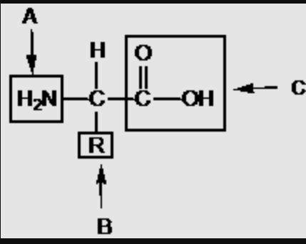 <p>The “A” portion of the molecule</p>