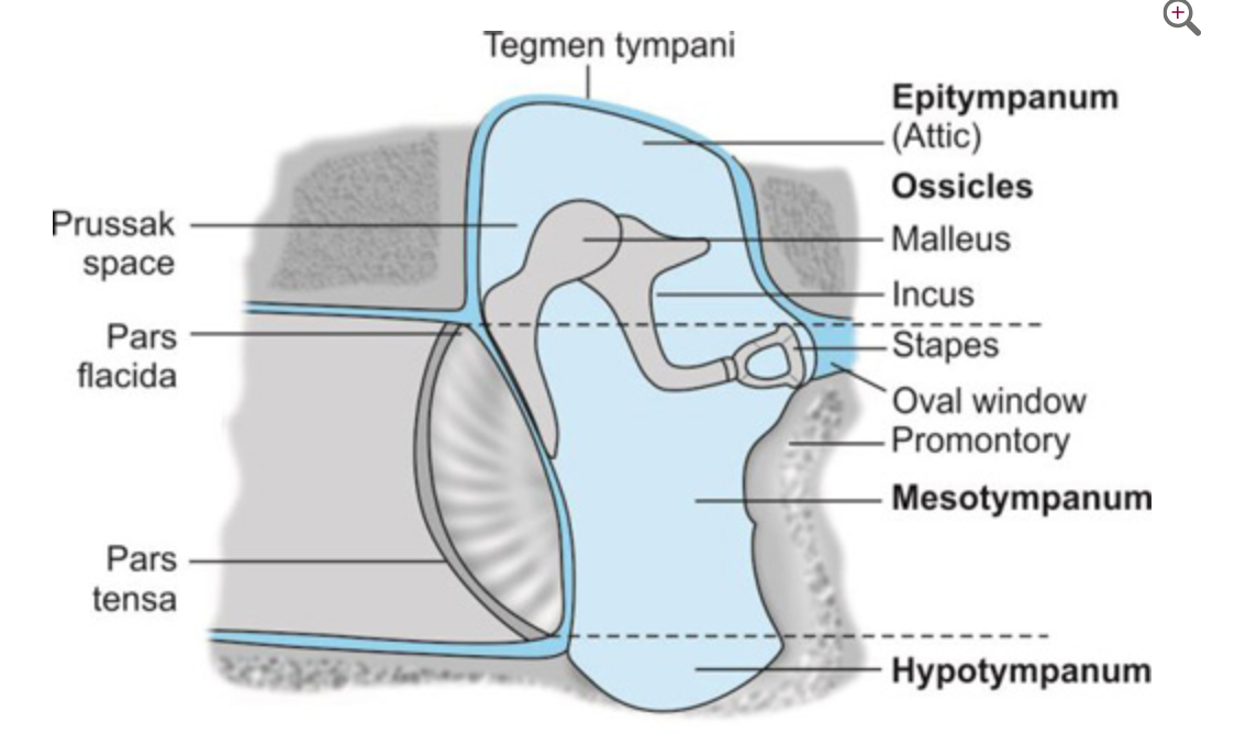 <p>Epitympanum</p><p></p>