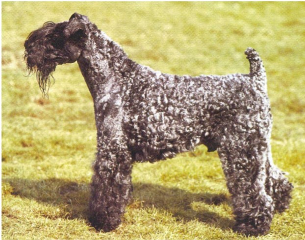 Kerry Blue Terrier