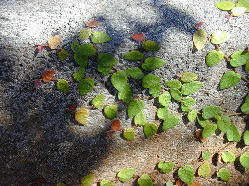 <p>Climbing Fig [Moraceae]</p>