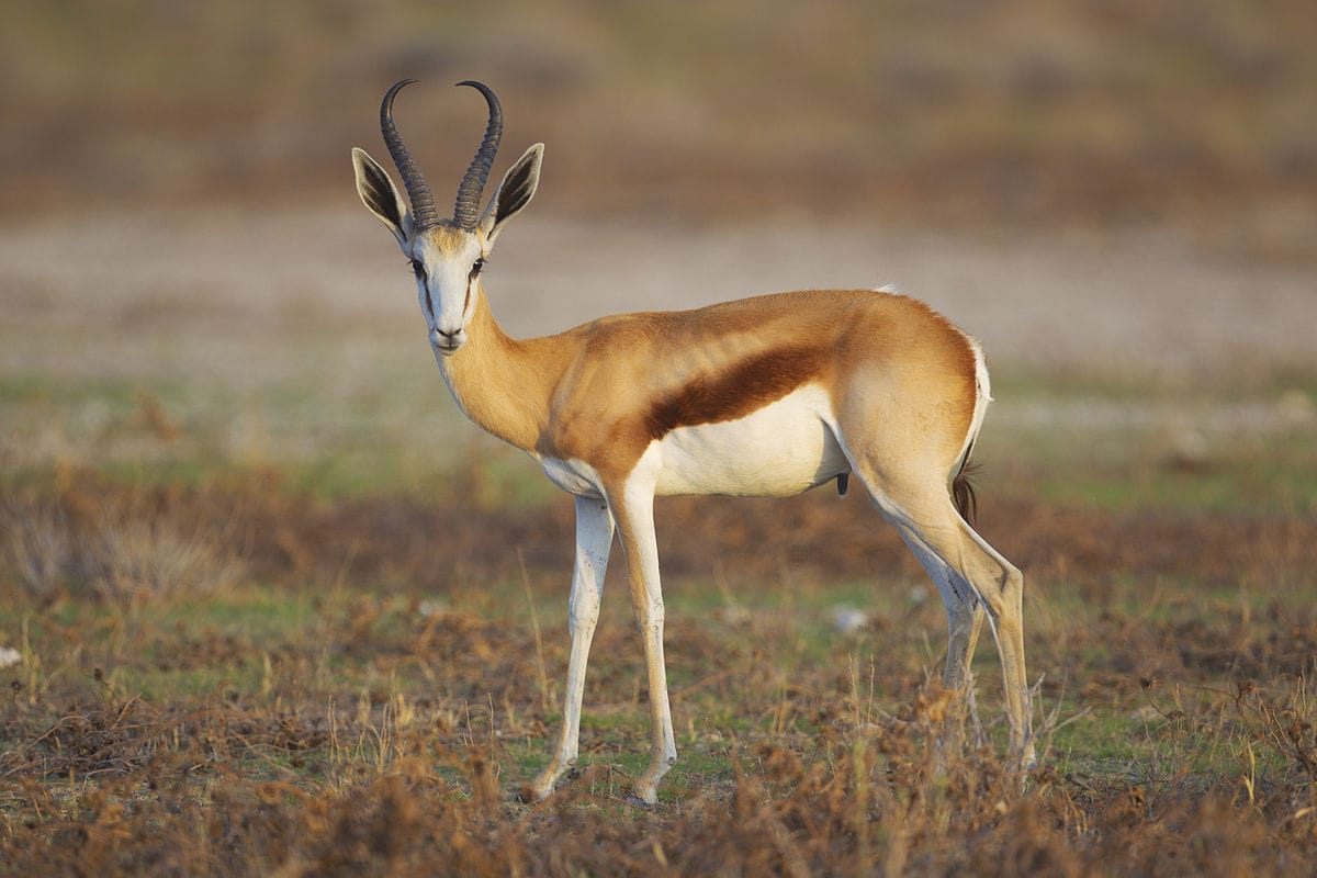 <p>die Antilope, -n</p>