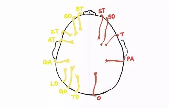 <p>Scalp blood supply </p>