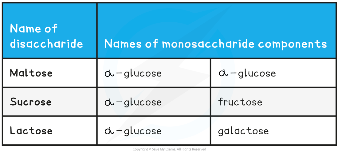 <p>Maltose- two alpha glucose molecules</p><p>Sucrose- glucose + fructose</p><p>Lactose- glucose + galactose</p><p></p>