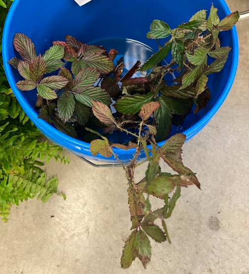 <ul><li><p>grows like arching canes</p></li><li><p>sets berries</p></li><li><p>white five petaled flower</p></li><li><p>THORNS</p></li></ul><p></p>