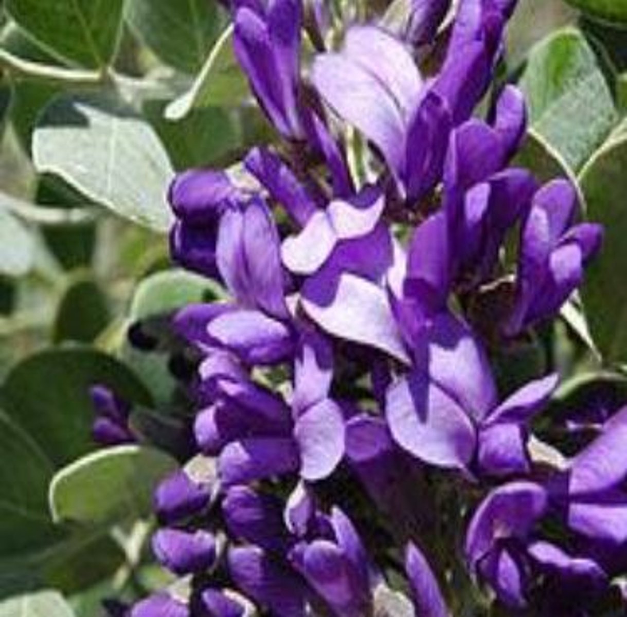<p>what plant family? what is it? what toxin does it produce?</p>