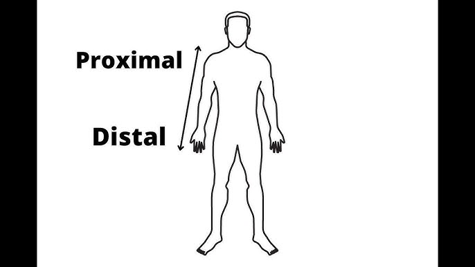 <p>distal </p>