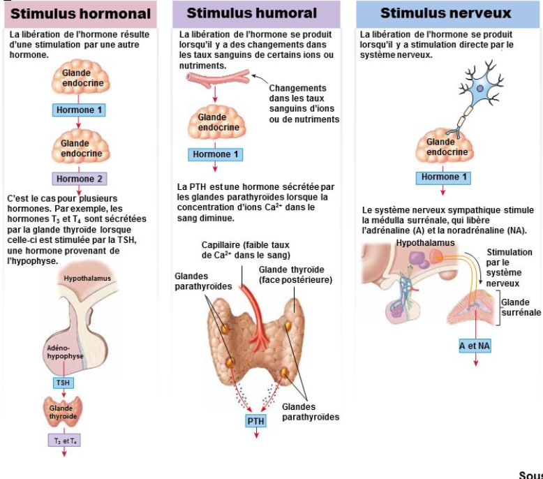 <ol><li><p>Stimulation hormonale</p></li></ol><p>Libération d’hormones par une glande endocrine due à la réception d’une autre hormone</p><p>Exemple: Hormone thyréostimuline (libérée par l’adénohypohyse) → sécrétion de l’hormone thyroïdienne</p><ol start="2"><li><p>Stimulation humorale</p></li></ol><p>Libération d’hormones par certaines glandes endocrines due à des changements de concentration en nutriments ou en ions dans le sang. Le terme “humoral” réfère à “relatif aux liquides organiques dont le sang”</p><p>Exemple: PTH sécrétée par les glands parathyroïdes due à une concentration de Ca2+ diminuée dans le sang</p><ol start="3"><li><p>Stimulation nerveuse</p></li></ol><p>Libération d’hormones lors d’une stimulation directe par le système nerveux</p><p>Exemple: stimulation de la médulla surrénale → libération d’adrénaline et de noradrénaline</p>