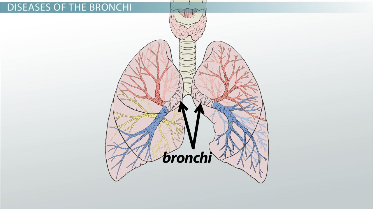 <p>bronchus</p>