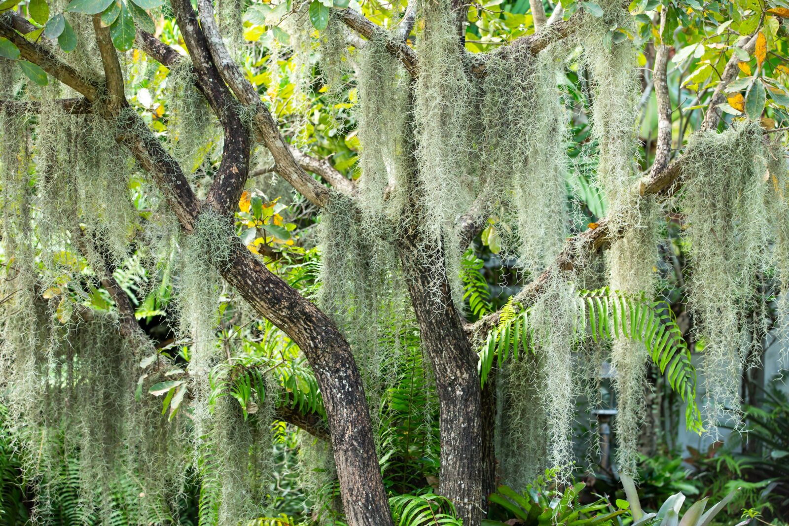 <p>Spanish moss</p>