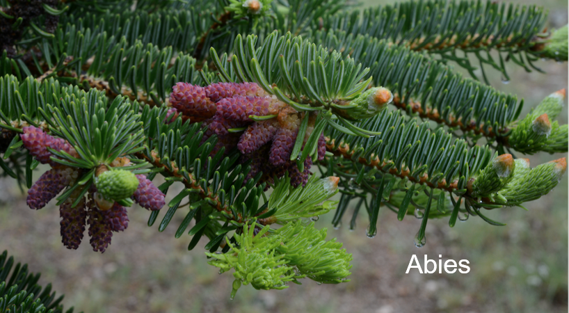 <p>Abies (Zilverspar)</p>