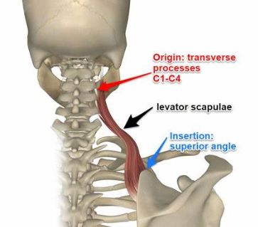 <p>Levator Scapulae</p>