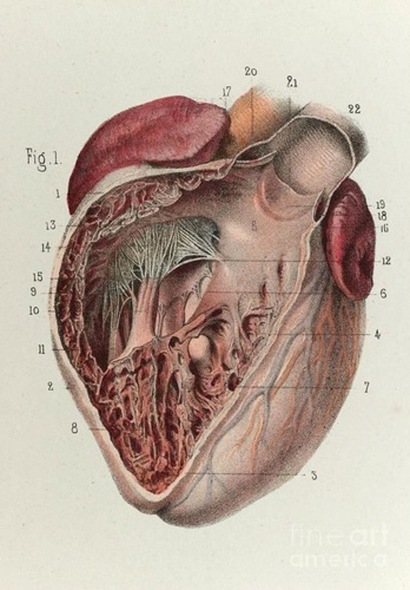 <p>root meaning heart</p>
