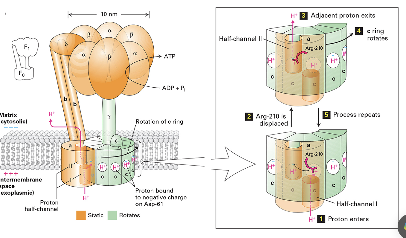 knowt flashcard image