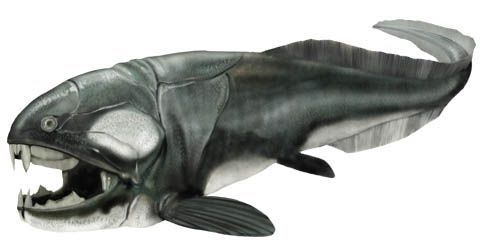 <p>Paleozoic jawed fishes</p>