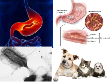 Animal species affected by Helicobacter