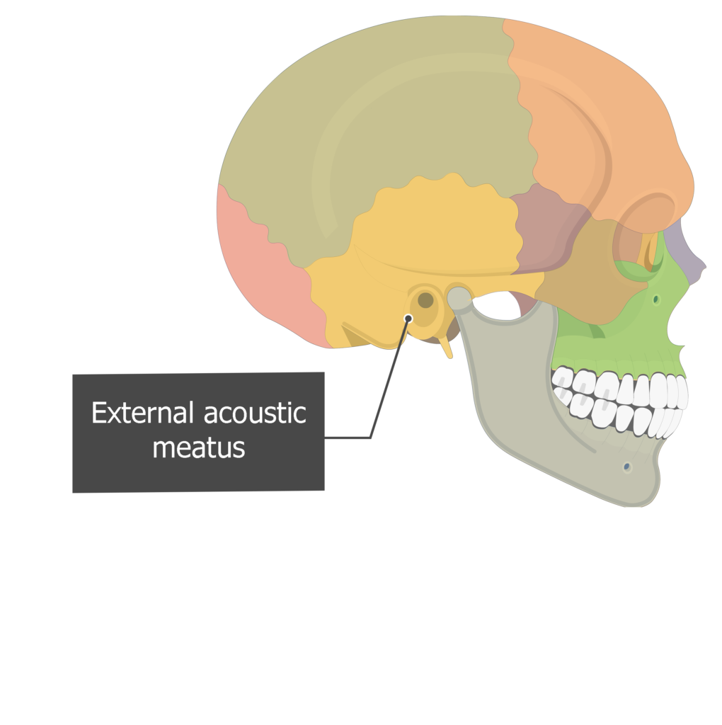 <p>[BONES TO KNOW; cavities"/holes] arising from the anteriormost part of the concha, it <u>marks</u> the beginning of the external auditory canal</p>