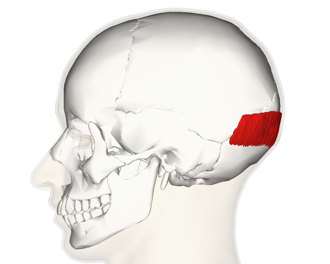 <p>muscle on the back of the head</p>