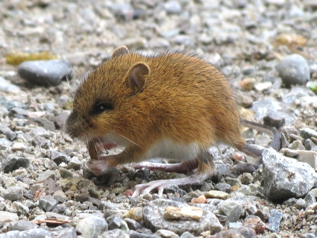 <p>Woodland jumping mouse</p>