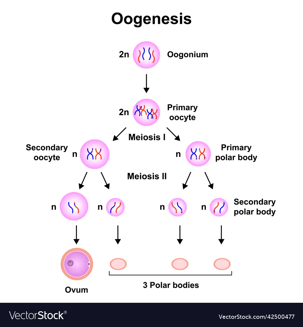 <p>1 oogonium produces 1 egg and 3 polar bodies&nbsp;</p>