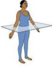 <p>Transverse Plane</p>
