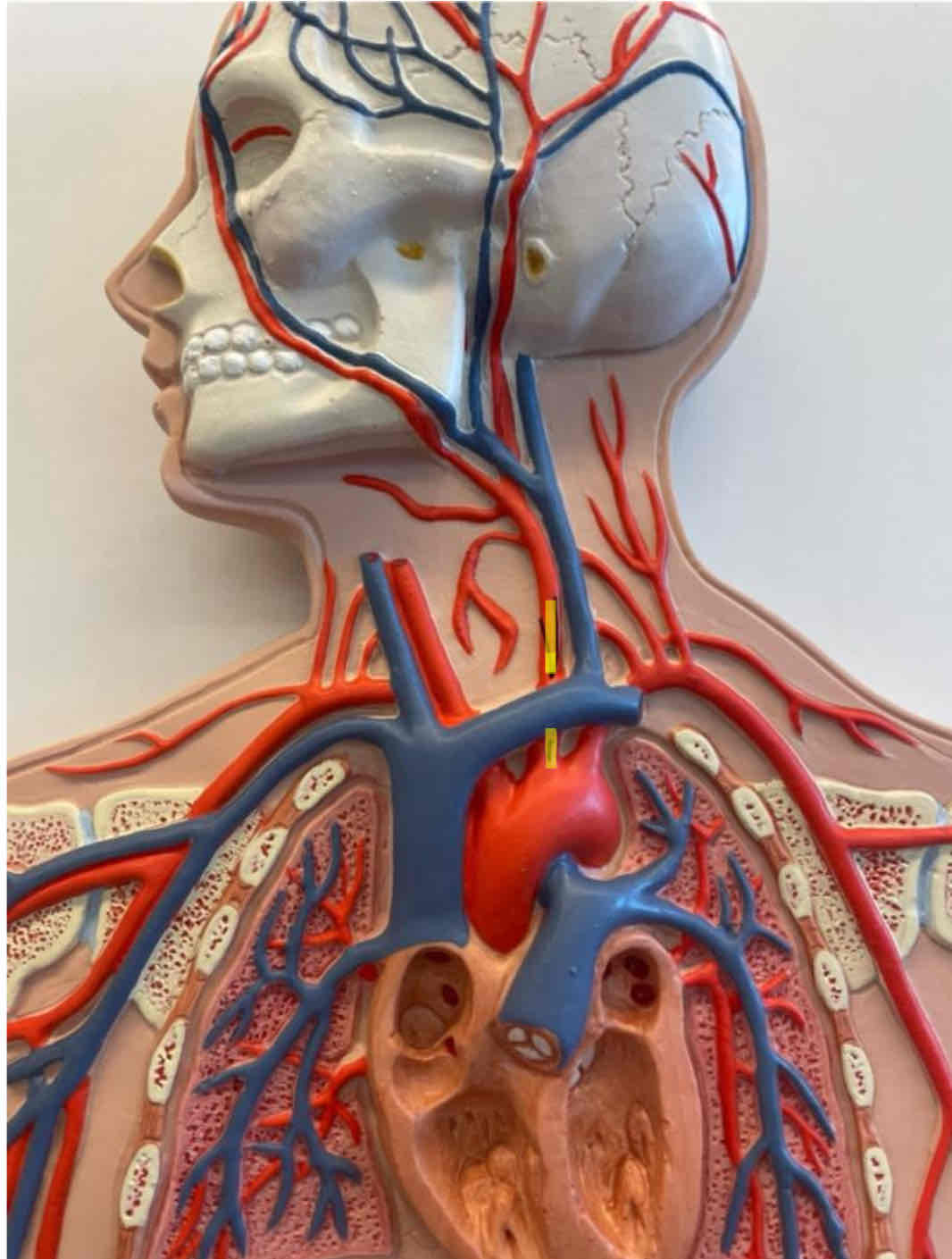 <p>What is the highlighted area</p>